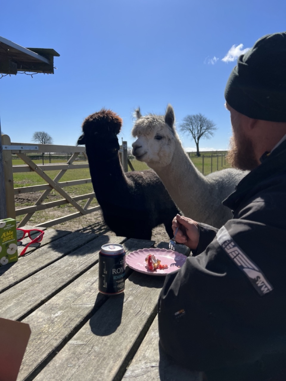 Kaffe-Pause på Alpacafolden