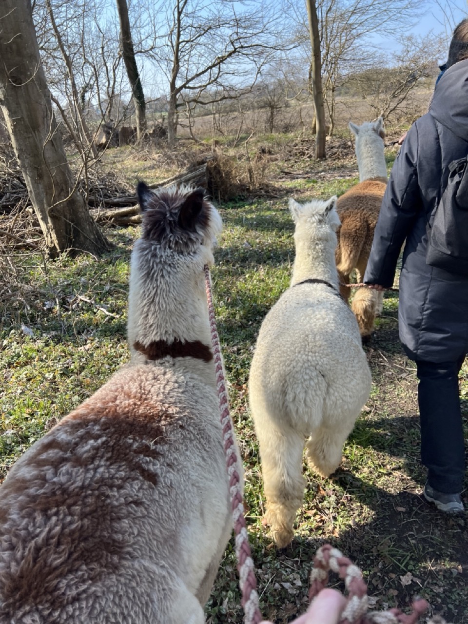 Alpaca Walk and Talk